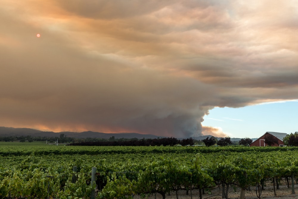 Wine Country Conflagration