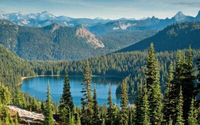 Dry Needling vs Acupuncture: A Complete Comparison Guide